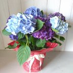 作品あじさい　ハイドランジア　紫陽花　2色植え　5号鉢　ブルー系　母の日