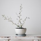 作品カフェオレボウル 植木鉢　器　和物  塊根植物 コーデックス 観葉植物  フラワーベース　柄　Bonsai