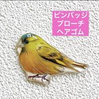 作品マヒワ　　アオカワラヒワ　鳥　野鳥　ことり　レジン　ブローチ　チャーム