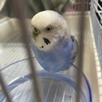 作品【leinron様専用ご注文ページ　miniリアル セキセイインコ（うちの子オーダー）・クリップ付きブローチ】羊毛インコ　受注作成品