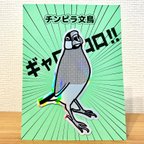 作品チンピラ文鳥ステッカー(ギャロロ‼︎)