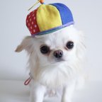 作品小型犬用　プロペラ帽子