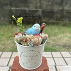 作品★送料無料★♡そのまま飾れる♡ブリキ缶♬セキセイインコちゃんの可愛い多肉植物寄せ植え╰(*´︶`*)╯♡