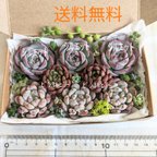 作品⑤多肉植物 カット苗 韓国苗 シルエット／ビエント／ピンクルルビー