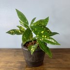 作品【育てやすい】観葉植物 クロトン ハイドロカルチャー