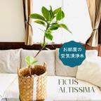 作品100㎝！永遠の幸せ『フィカス　アルテシマ』7号　竹編みの鉢カバー付き　インテリア　観葉植物