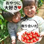 作品2.0kg　子供に大人気！！おやつ代わりに濃厚ミニトマト・あつみちゃんトマト　農カード付