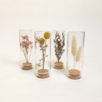 作品botanical specimens｜vol.1