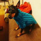 作品ザクザクのアラン編みが可愛い！ターコイズブルーの小型犬用ニットセーター