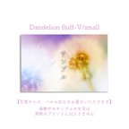 作品Dandelion fluff-V/small　ポスター【写真サイズ、パネル加工をお選びいただけます】 