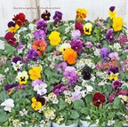 作品🌷花苗 ビオラ&アリッサム MIX 2.5号ロングポット 花壇 寄せ植え 春の花 🌷2苗セット