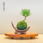 作品黒松の苔玉『お正月飾りにどうぞ』