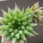 作品「青雲の舞」ハオルチア 多肉植物