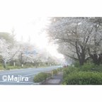 作品４枚セット・ポストカード「桜満開」シリーズ