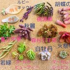 作品多肉植物 シェフの気まぐれサラダ　ミニパック　普及種10種以上詰め合わせ　小型多め