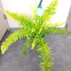 作品ネフロレピス【タイガー】　珍しいシダ　観葉植物　吊り鉢7号　マーブル模様　葉模様綺麗　
