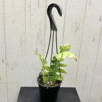 作品エピフィルム・アングリガー / epiphyllum anguliger / フィッシュボーンカクタス 吊り鉢