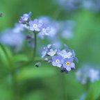 作品img00397 上高地のワスレナグサ - Myosotis in Kamikochi.