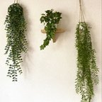 作品ウォッシュミニリーフのハンギングプランツ(左)ロングフェイクグリーン 壁掛け　ハンギンググリーン　観葉植物