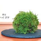 作品苔玉（ハイゴケ）