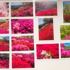 作品Lサイズの写真・ツツジの花のある風景14枚セット(L029)