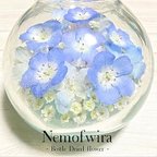 作品【本物のネモフィラ】🌿 Nemophila Baby Blue Eyes🌿