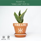 作品サンセベリア（S）in “HIKE LIKE”  POT