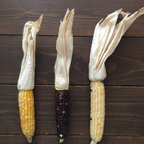 作品corn dry 