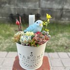 作品★送料無料★♡そのまま飾れる♡ブリキ缶♬セキセイインコちゃんの可愛い多肉植物寄せ植え╰(*´︶`*)╯♡