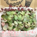 作品箱いっぱいの多肉植物の葉挿しセット★韓国苗入り！！ネコポス発送☆