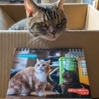 作品猫折れマンチカン 2023 卓上カレンダー