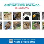 作品北海道の動物のポストカード12枚セット「GREETINGS FROM HOKKAIDO SELECTIONS」