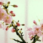 作品★送料無料★一才桜苔盆栽★Springフェア