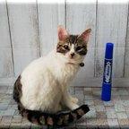 作品羊毛フェルト　猫　キジシロ猫さん　キジ白　　ねこ　ネコ　猫フィギュア　