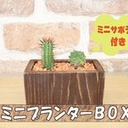 作品ミニプランターＢＯＸ（ミニサボテン付き）