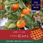 作品当農園オリジナル品種 夕日色の 紅みかん 5kg超え　（Mサイズ）48個　整列詰め 進物用 贈答用 マルチ栽培 農園直送