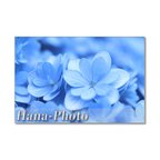 作品1405) 美しいブルーの紫陽花    ポストカード5枚組