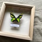 作品木製蝶々標本ブローチ「キマエラトリバネアゲハ/ornithoptera chimaera」