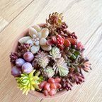 作品紅葉タイプ品種♡A＊多肉植物＊カット苗