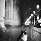 作品昔の猫がいるパリの風景のイメージ、レトロ、モノクロ、アート、古びた写真　conistock_90589