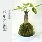 作品『パキラの苔玉』風水パワー★発財樹★苔玉★インテリア★観葉植物★送料無料