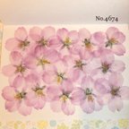 作品♡new♡作家様必見♡ 人気のさくらがいっぱい♡ 押し花セット