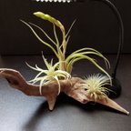 作品流木アートとTillandsia