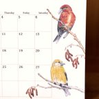 作品野鳥のカレンダー 2024 (卓上版)
