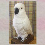 作品ライフサイズ♪ タイハクオウム Wool figure　life size ★Umbrella Cockatoo★ Stuffed wool 鳥のオブジェ リアルバードオブジェ 受注作成 羊毛インコ