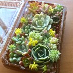 作品多肉植物 カット苗 モリモリ12