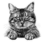 作品動物のペン画「猫」A4サイズ