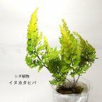 作品イヌカタヒバ（シダ植物）