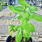 作品レモンバジル　苗　シトラスバジル　しっかり茎　バジル　無農薬　今年初物　１苗