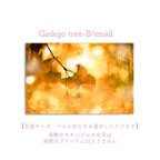 作品Ginkgo tree-B/small　ポスター【写真サイズ、パネル加工をお選びいただけます】